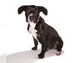 Small #2 Labrador Retriever Mix