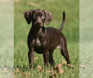 Fila - Female Chocolate Labrador retriever-Pointer Mix Dog for Adoption - Photo #2