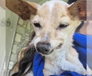 Chihuahua Dogs for adoption in San Antonio, TX, USA