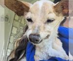 Small Chihuahua