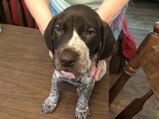German Shorthaired Pointer Puppy for sale in TINLEY PARK, IL, USA