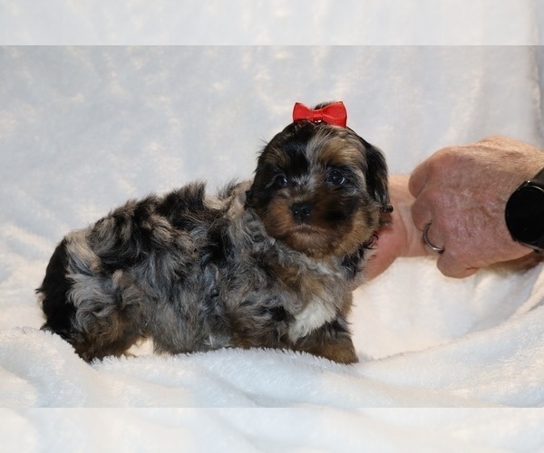 Medium Photo #3 ShihPoo Puppy For Sale in DYERSBURG, TN, USA