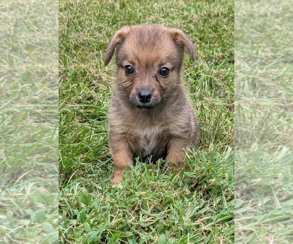 Medium Photo #2 Doxle Puppy For Sale in Des Moines, IA, USA