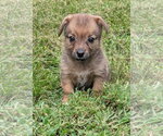 Small #1 Doxle