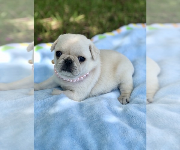 Medium Photo #3 Pug Puppy For Sale in MOSELLE, MS, USA