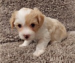 Small Photo #3 Havanese Puppy For Sale in CRETE, NE, USA