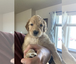 Small Photo #133 Goldendoodle Puppy For Sale in RATHDRUM, ID, USA