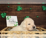 Small Photo #6 English Cream Golden Retriever Puppy For Sale in CLOVIS, CA, USA