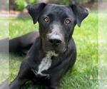 Small #2 Labrador Retriever Mix