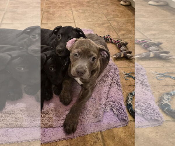 Medium Photo #15 American Pit Bull Terrier-Unknown Mix Puppy For Sale in Holly Springs, NC, USA