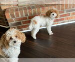 Small #1 Poodle (Toy)