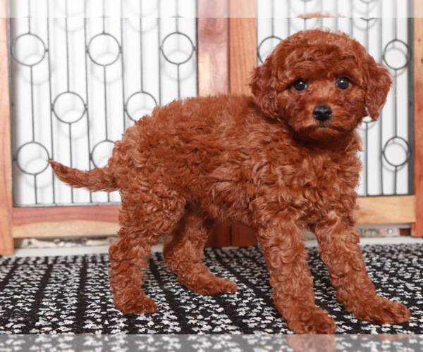 Medium Photo #4 Goldendoodle (Miniature) Puppy For Sale in NAPLES, FL, USA