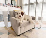 Small #3 Great Pyrenees Mix