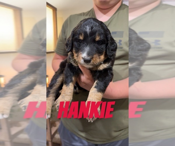 Medium Photo #14 Aussiedoodle-Bernedoodle Mix Puppy For Sale in LOGAN, OH, USA