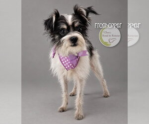 Mutt Dogs for adoption in Benton, LA, USA