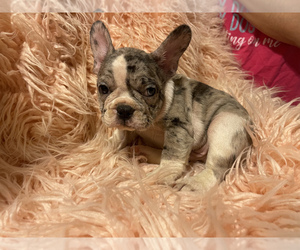 French Bulldog Puppy for sale in BOSTON, MA, USA