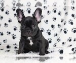 Small #3 French Bulldog