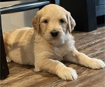 Small Photo #10 Goldendoodle Puppy For Sale in BIRCHWOOD, TN, USA