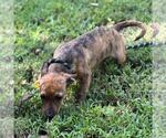 Small #3 Dachshund Mix