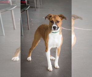 Colton - Male Mutt Dog for Adoption - Photo #4