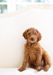 Small Photo #2 Goldendoodle Puppy For Sale in WOLCOTT, IN, USA