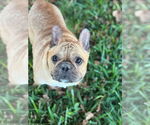 Small #1 French Bulldog