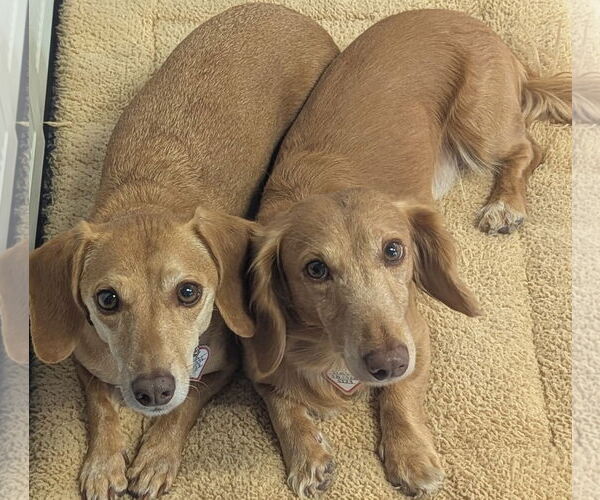 Medium Photo #4 Dachshund Puppy For Sale in Shelbyville, TN, USA