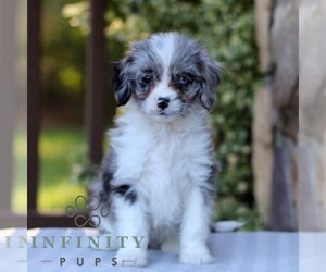 Cavapoo Puppy for sale in EAST EARL, PA, USA