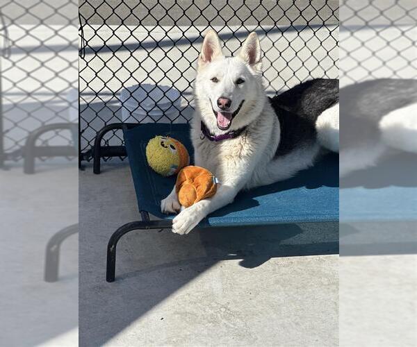 Medium Photo #3 Gerberian Shepsky Puppy For Sale in Elk Grove, CA, USA