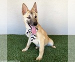 Small #2 German Shepherd Dog Mix