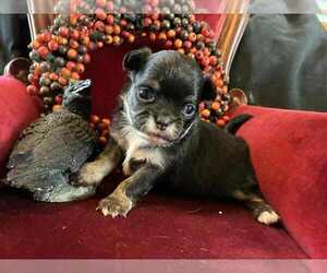 Chihuahua Puppy for sale in NEWVILLE, PA, USA