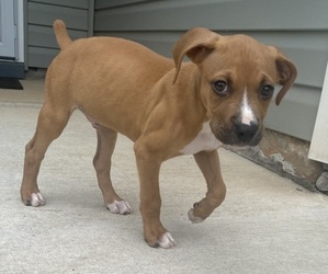 Boxer Puppy for sale in SALISBURY, NC, USA