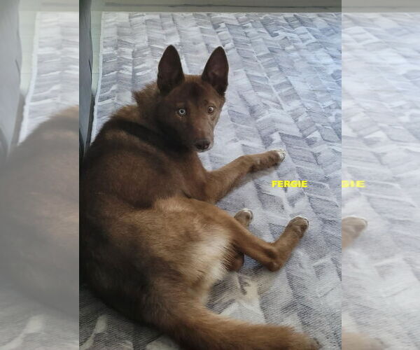 Medium Photo #2 Australian Kelpie-Siberian Husky Mix Puppy For Sale in Woodland Hills, CA, USA
