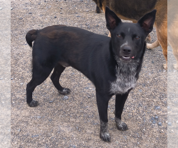 Medium Photo #1 Mutt Puppy For Sale in Garden City, NY, USA