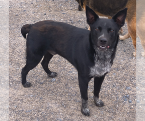 Mutt Dogs for adoption in Garden City, NY, USA