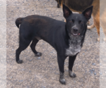 Small Mutt