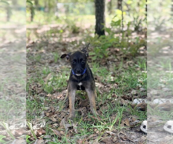Medium Photo #3 Mutt Puppy For Sale in Imlay City, MI, USA