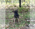 Small #2 Mutt