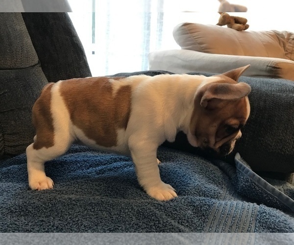 Medium Photo #14 French Bulldog Puppy For Sale in MIDDLEBURG, FL, USA