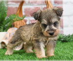 Small #4 Schnauzer (Miniature)