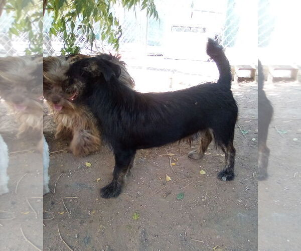 Medium Photo #8 Poodle (Miniature)-Unknown Mix Puppy For Sale in Apple Valley, CA, USA