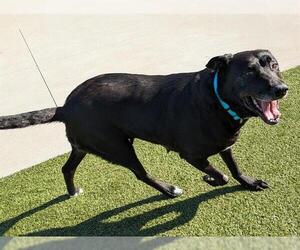 Labrador Retriever Dogs for adoption in San Martin, CA, USA