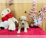 Small Photo #8 Goldendoodle Puppy For Sale in TRENTON, MO, USA