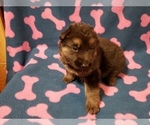 Small Photo #3 German Shepherd Dog Puppy For Sale in ELBERTON, GA, USA