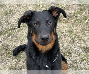 Beauceron Puppy for sale in FREMONT, WI, USA