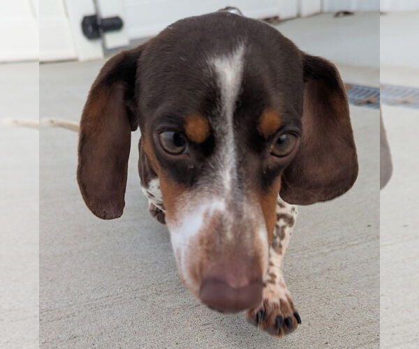 Medium Photo #2 Dachshund Puppy For Sale in Shelbyville, TN, USA