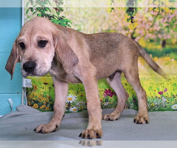 Medium Photo #2 Labrador Retriever-Unknown Mix Puppy For Sale in Wetumpka, AL, USA
