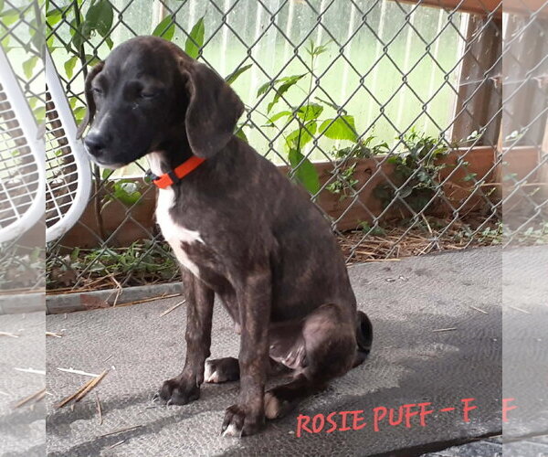 Medium Photo #1 Mutt Puppy For Sale in Hinton, WV, USA