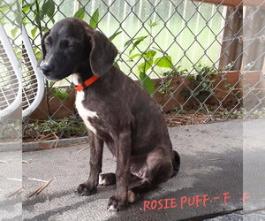 Mutt Dogs for adoption in Hinton, WV, USA