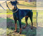 Small Doberman Pinscher